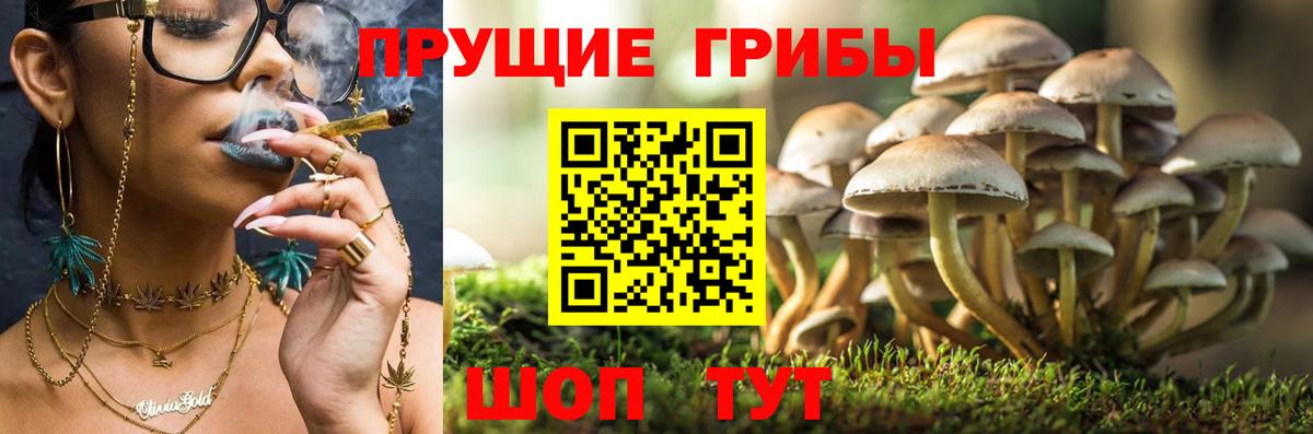 Нефтекумск  Галлюциногенные грибы Psilocybe  Вход с VPN 